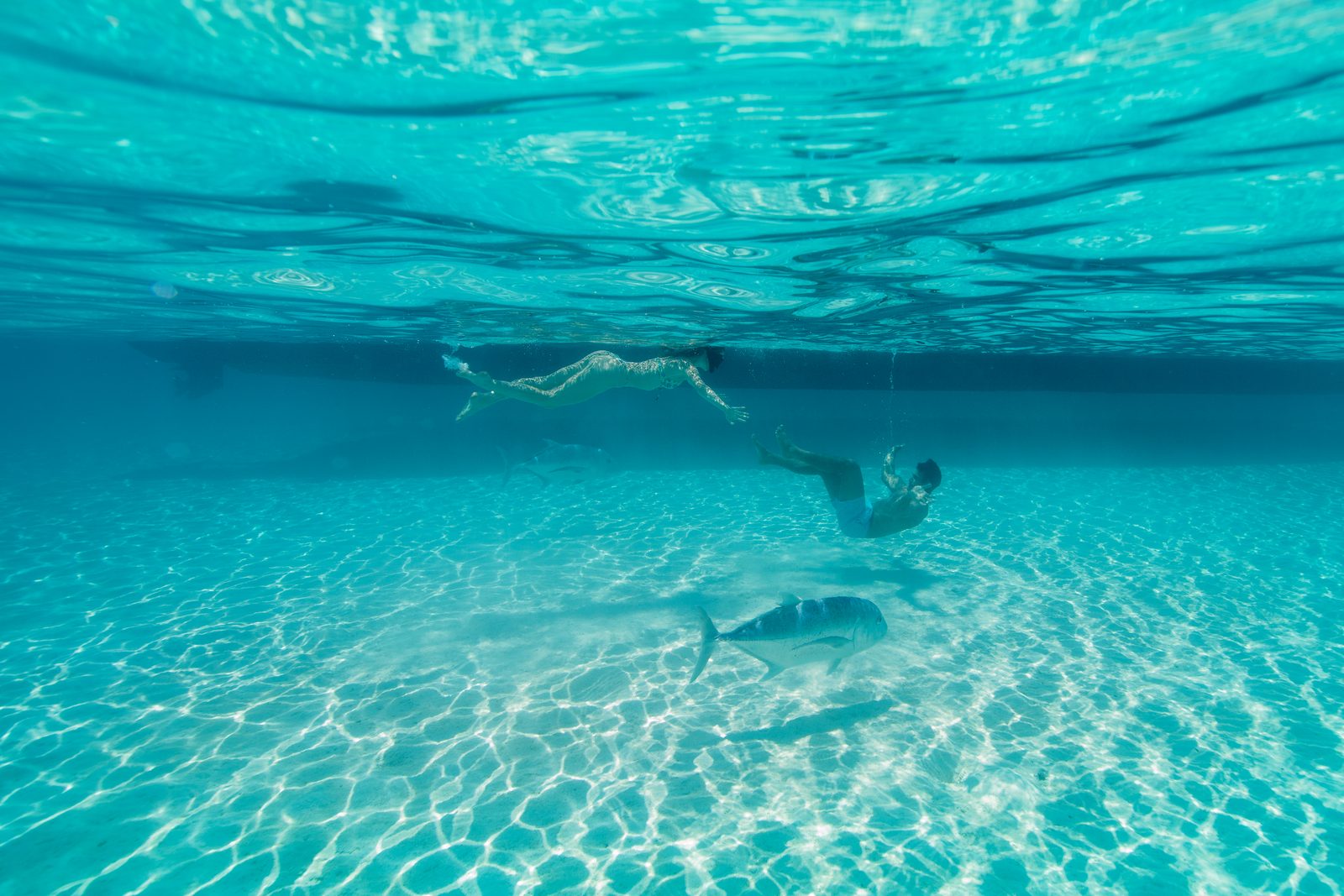 Swimming with giant trevally